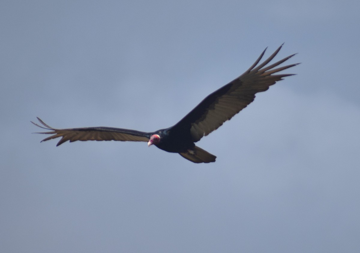 ヒメコンドル（ruficollis） - ML638299152