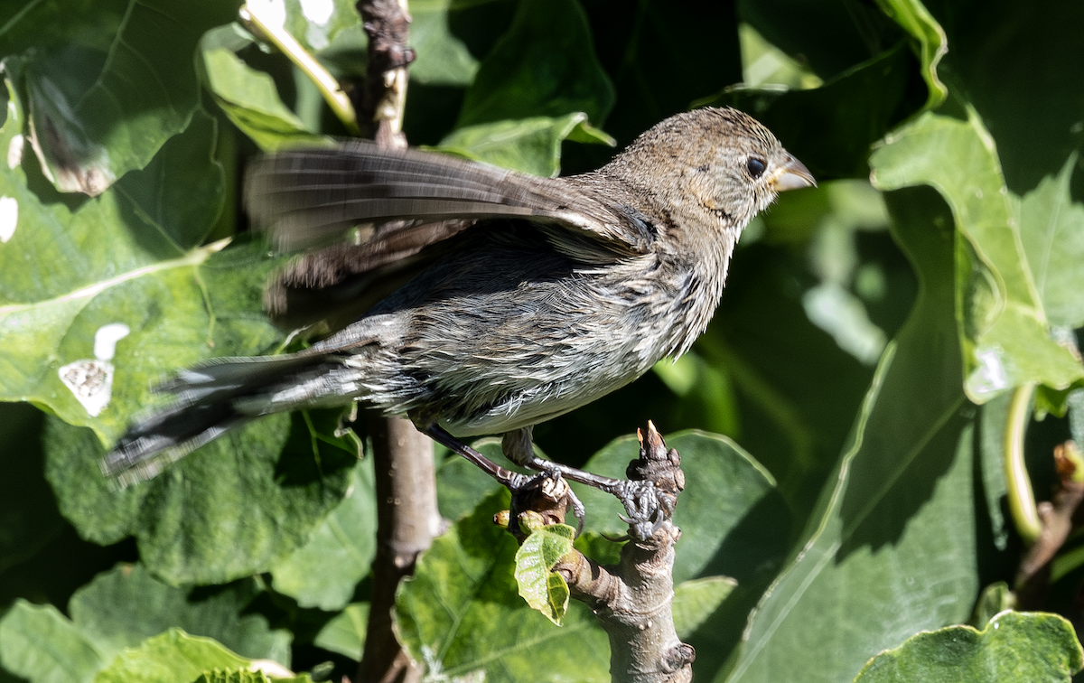 Varied Bunting - ML638299170