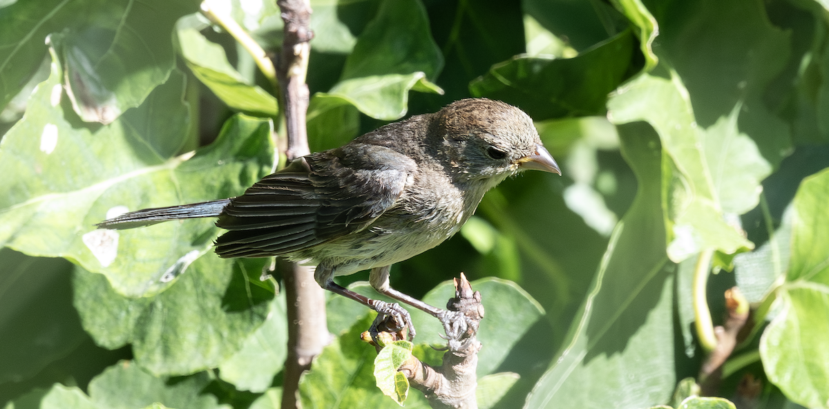 Varied Bunting - ML638299171