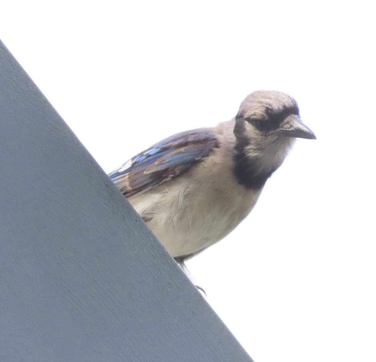 Blue Jay - ML638299187