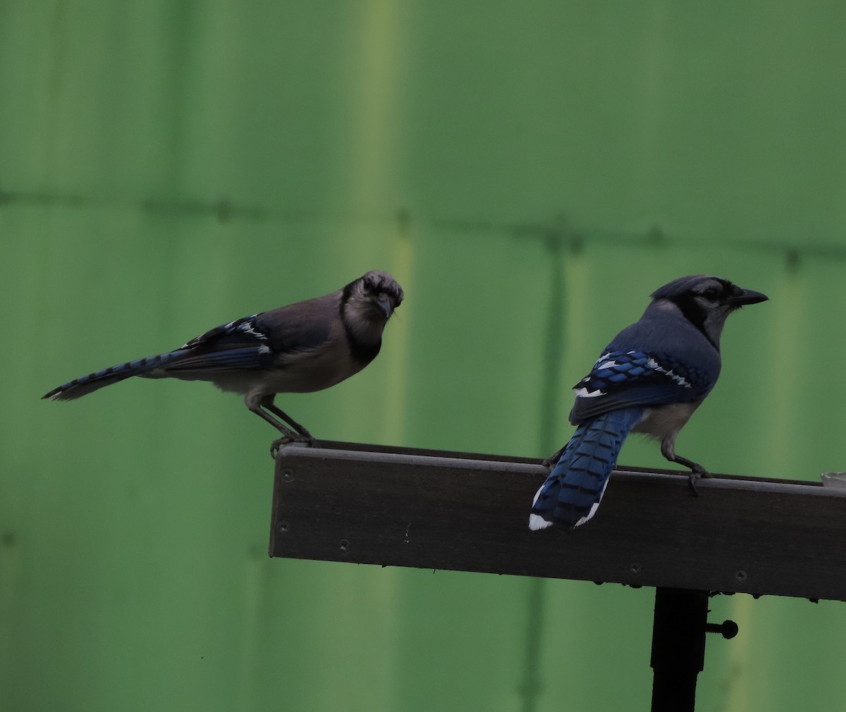 Blue Jay - ML638299189