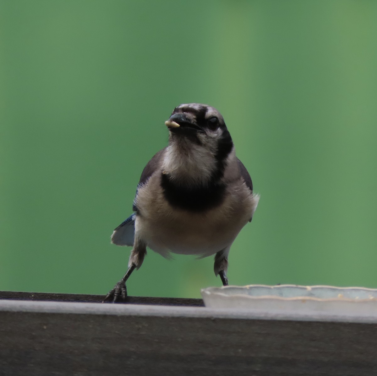 Blue Jay - ML638299191