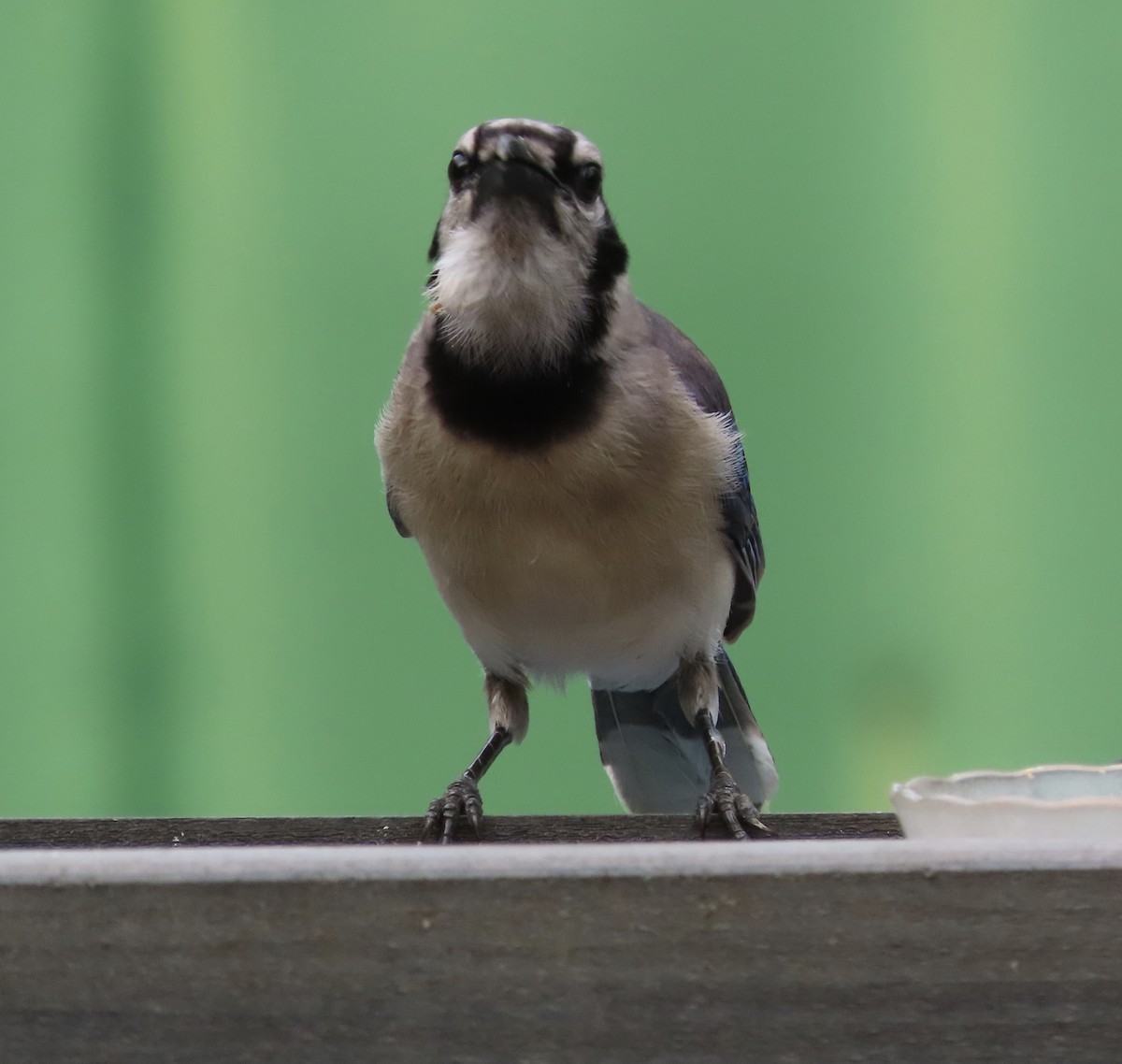 Blue Jay - ML638299193