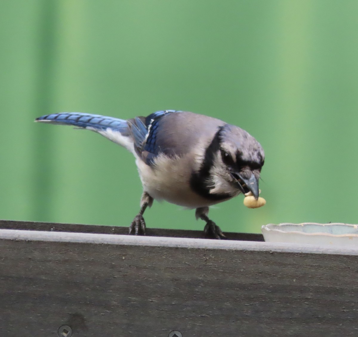 Blue Jay - ML638299194