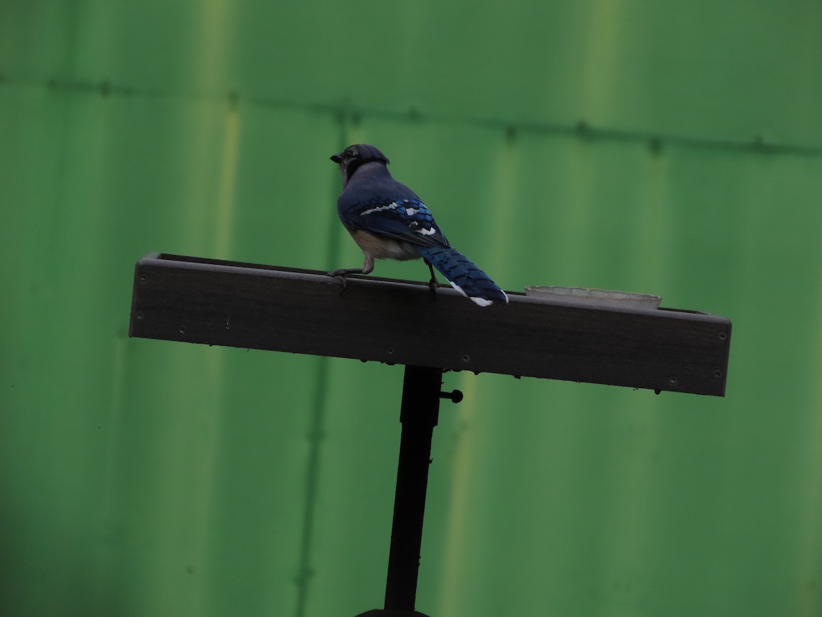 Blue Jay - ML638299195