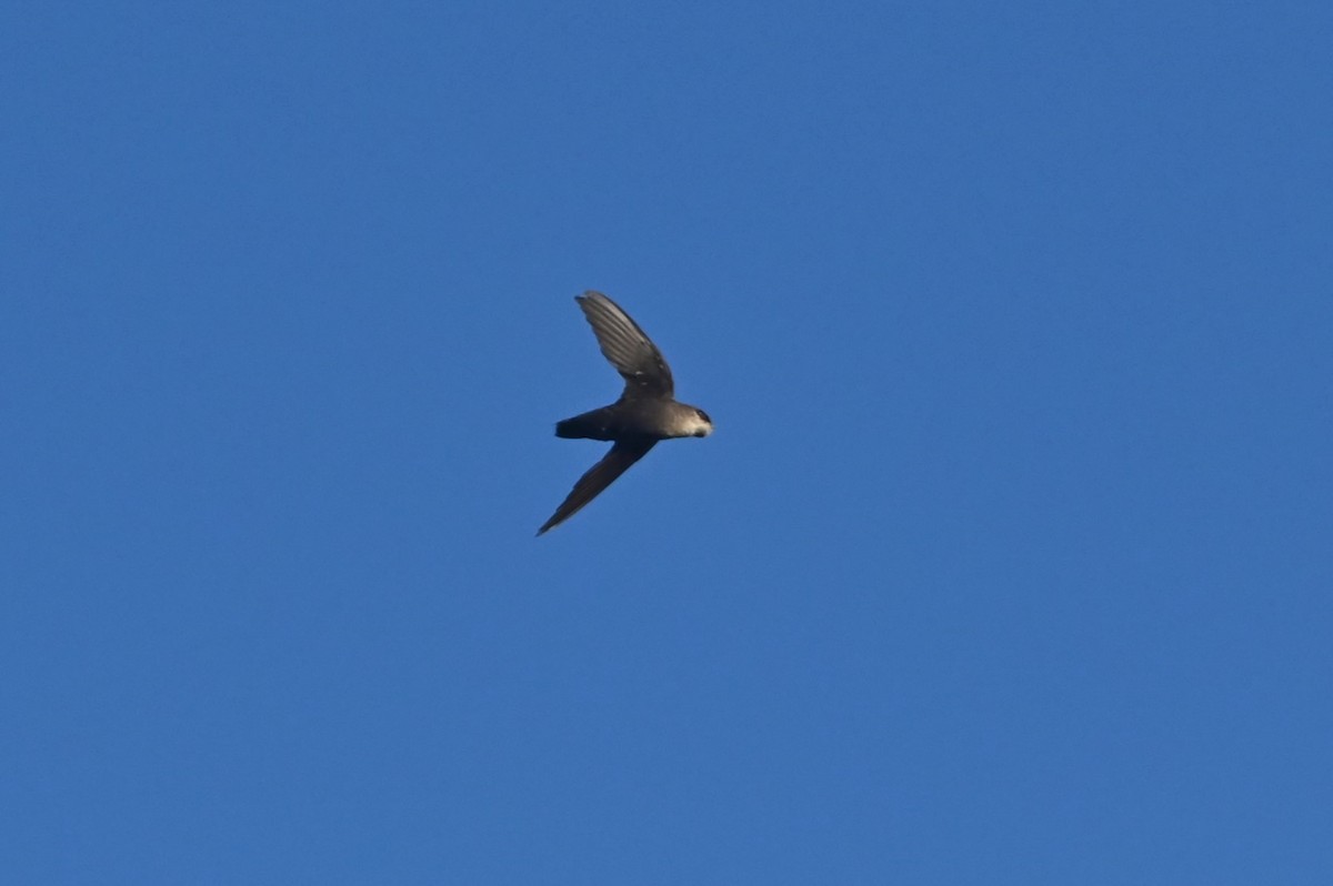 Chimney Swift - ML638299196