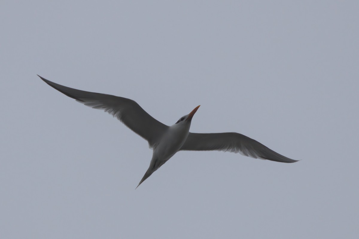 Royal Tern - ML638299204