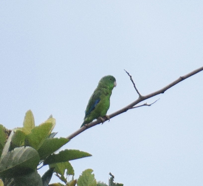 Riparian Parrotlet - ML638299213