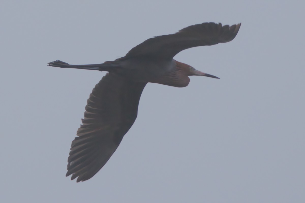 Reddish Egret - ML638299214