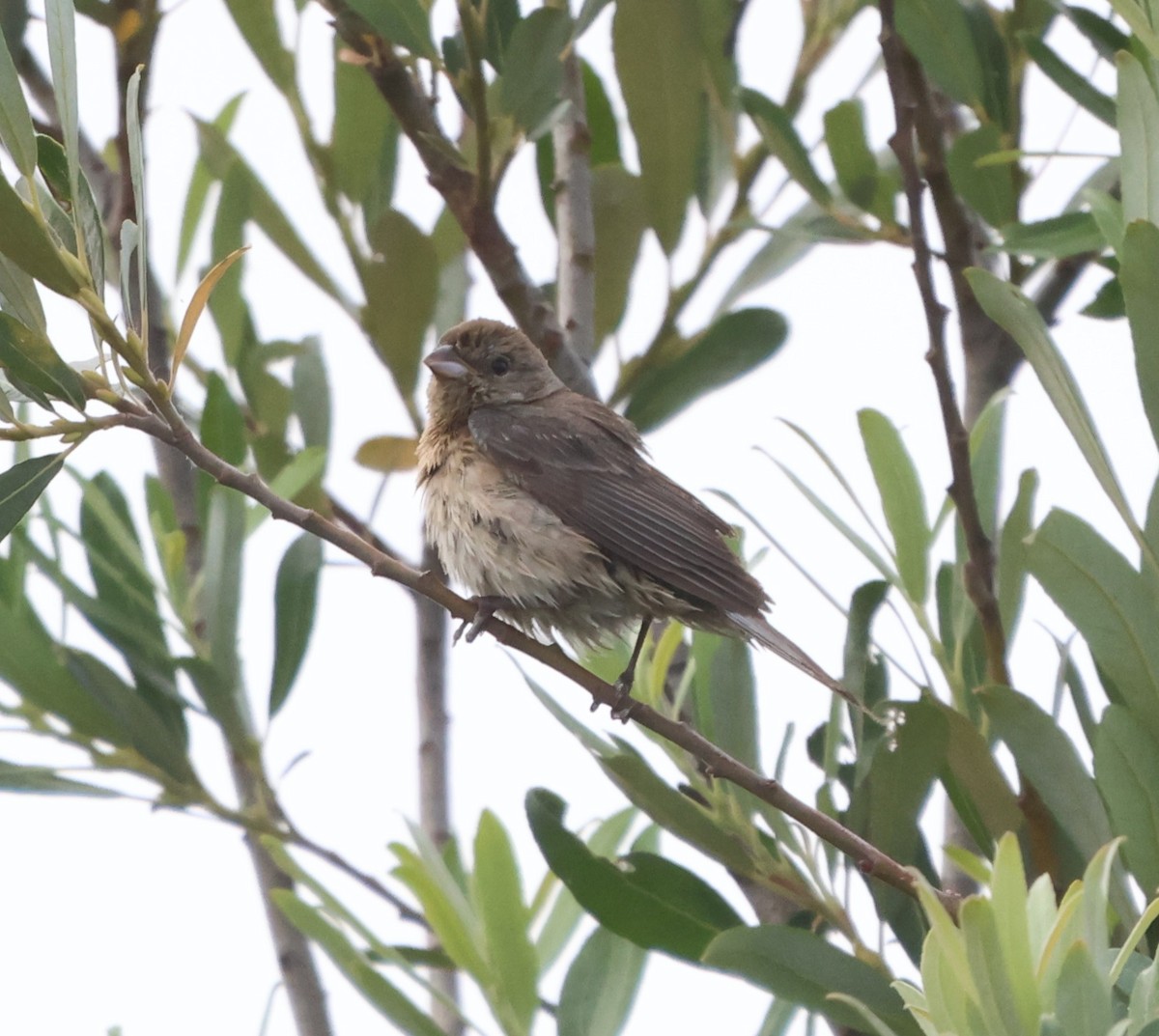 Lazuli Bunting - ML638299216