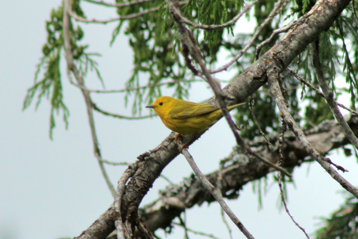 Yellow Warbler - ML638299218