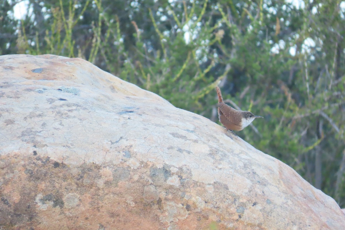 Canyon Wren - ML638299237