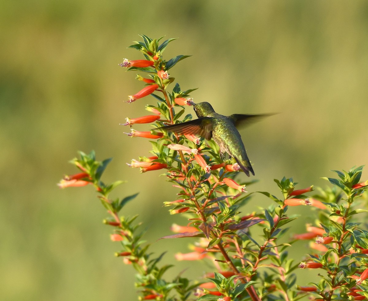 Ruby-throated Hummingbird - ML638299239