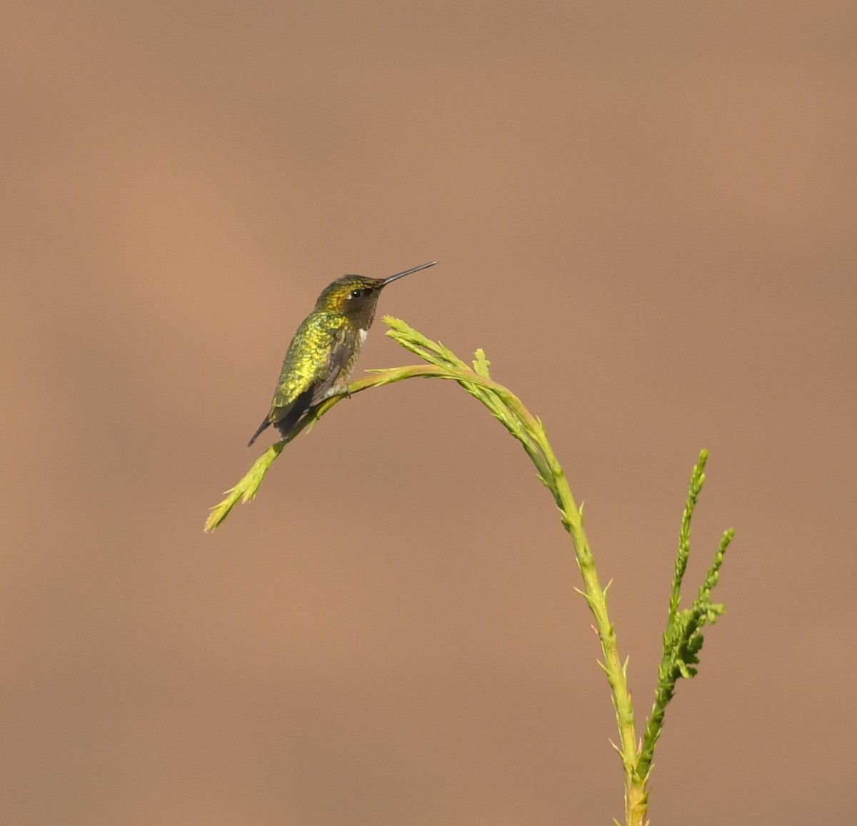 Ruby-throated Hummingbird - ML638299244
