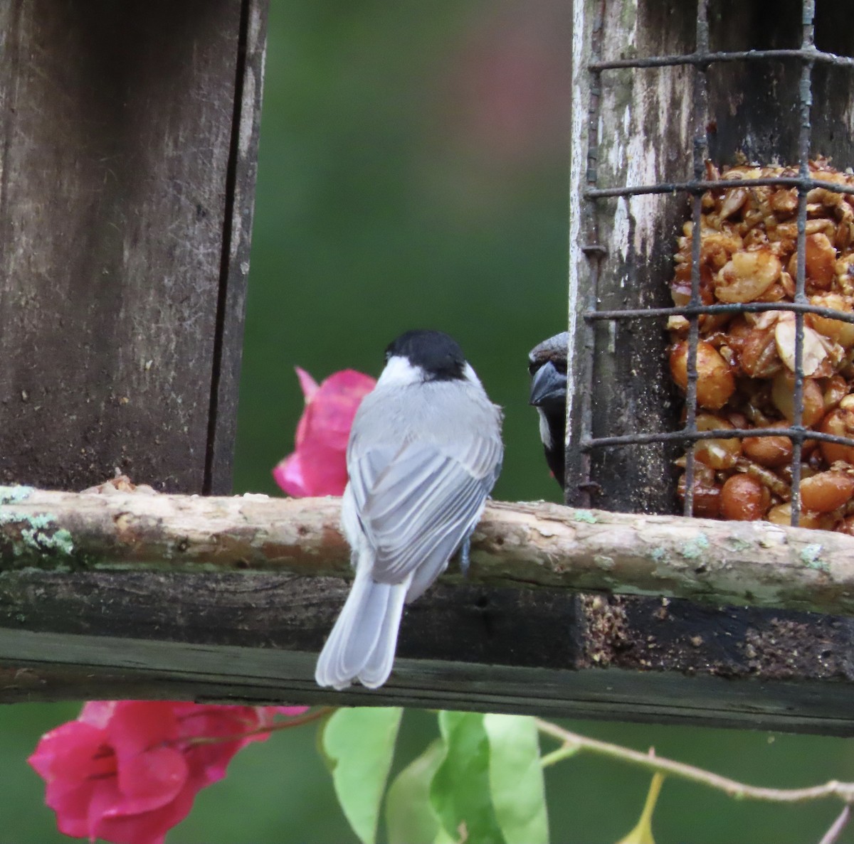 Carolina Chickadee - ML638299245
