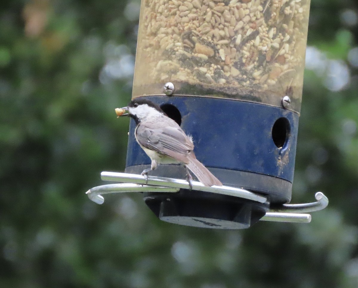 Carolina Chickadee - ML638299246