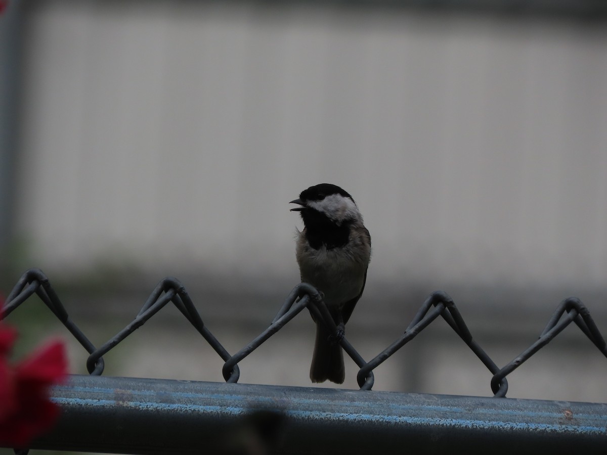 Carolina Chickadee - ML638299249