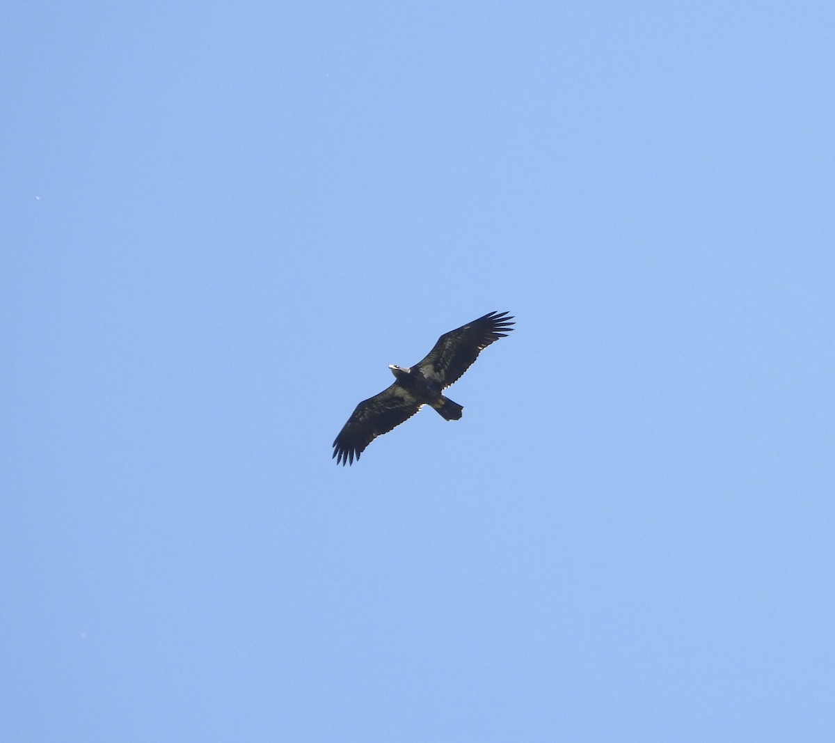 Bald Eagle - ML638299252
