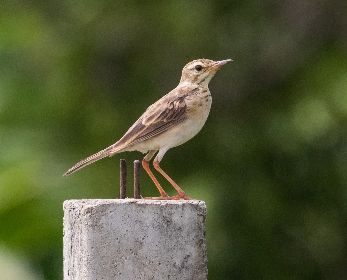 Paddyfield Pipit - ML638299253