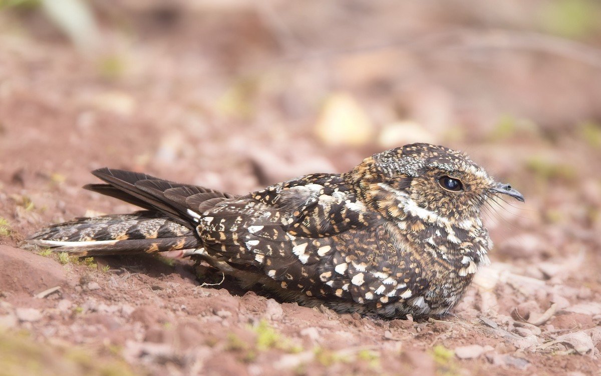 lelek pruhokřídlý (ssp. ruficervix) - ML638299287
