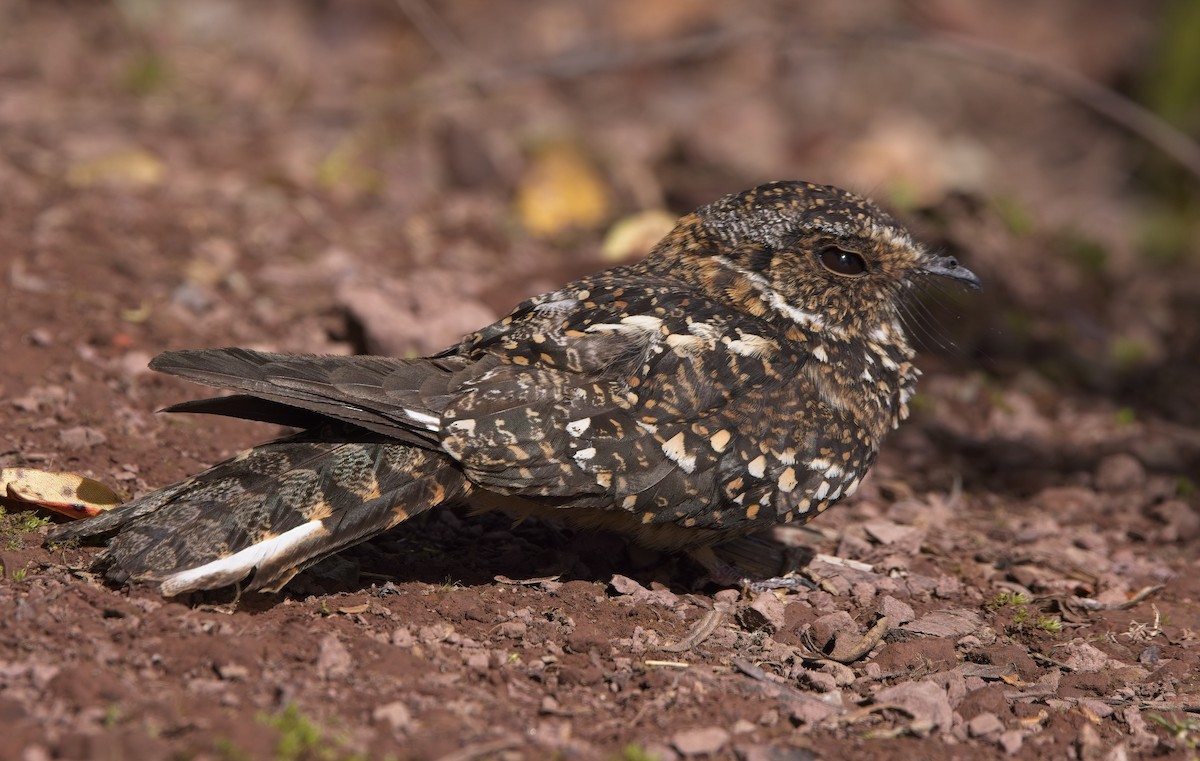 lelek pruhokřídlý (ssp. ruficervix) - ML638299288