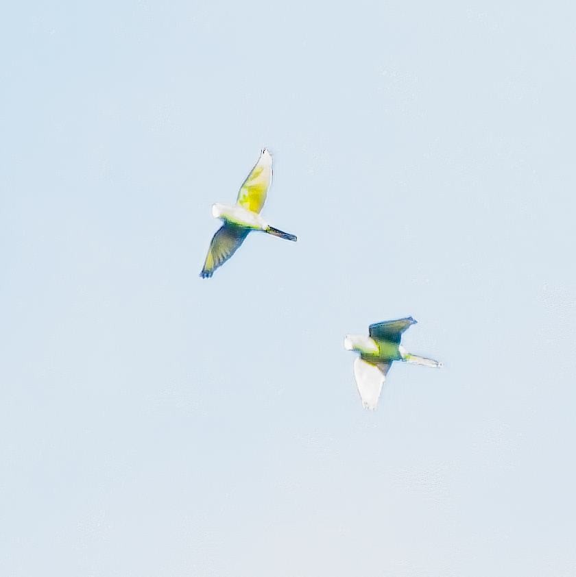 Scarlet-fronted Parakeet - ML638299366