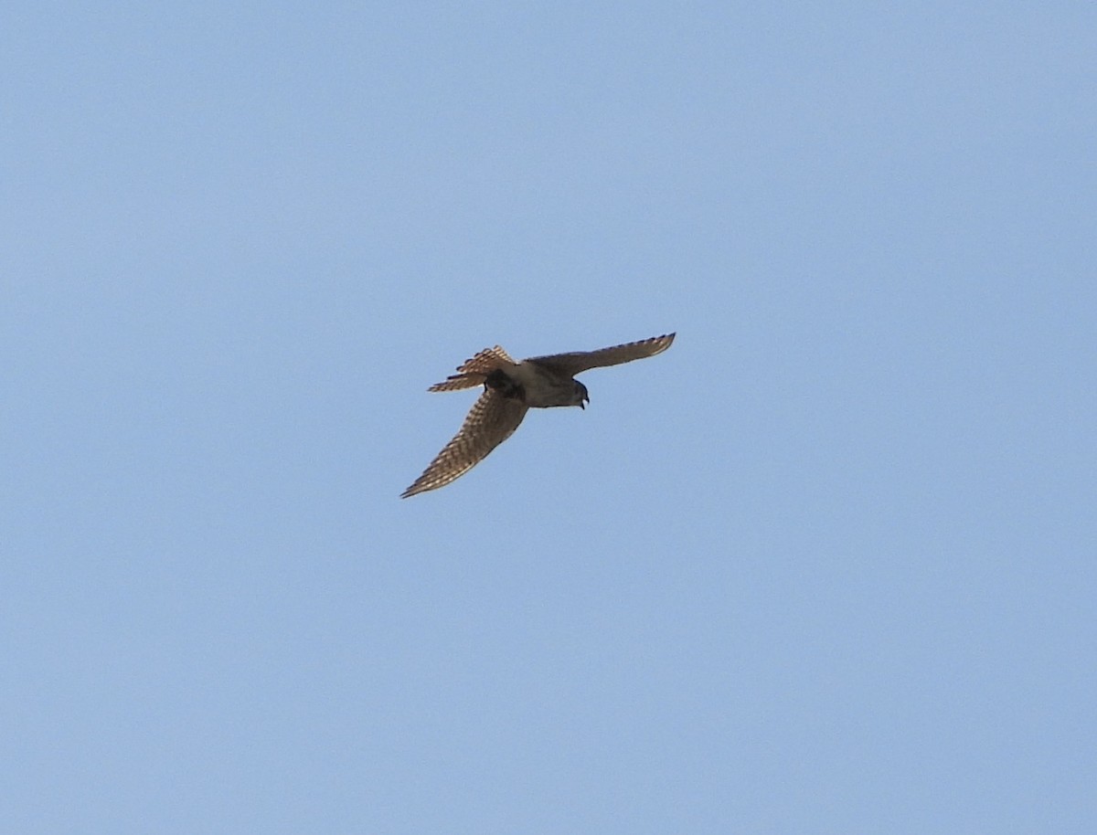 American Kestrel - ML638299367