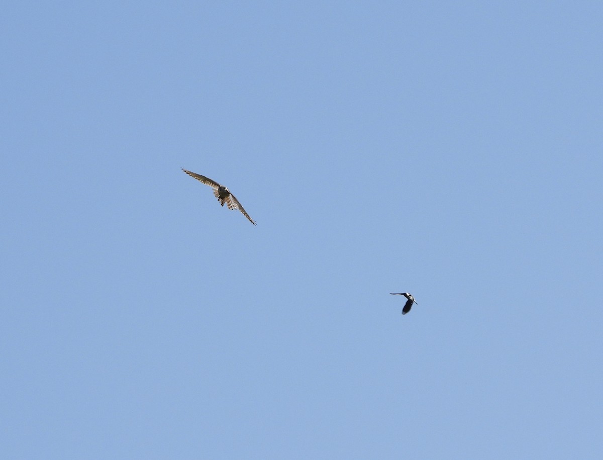 American Kestrel - ML638299368