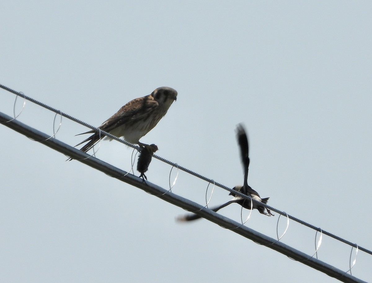 American Kestrel - ML638299371