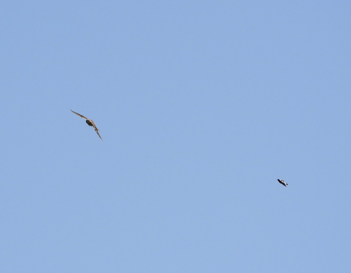 American Kestrel - ML638299372