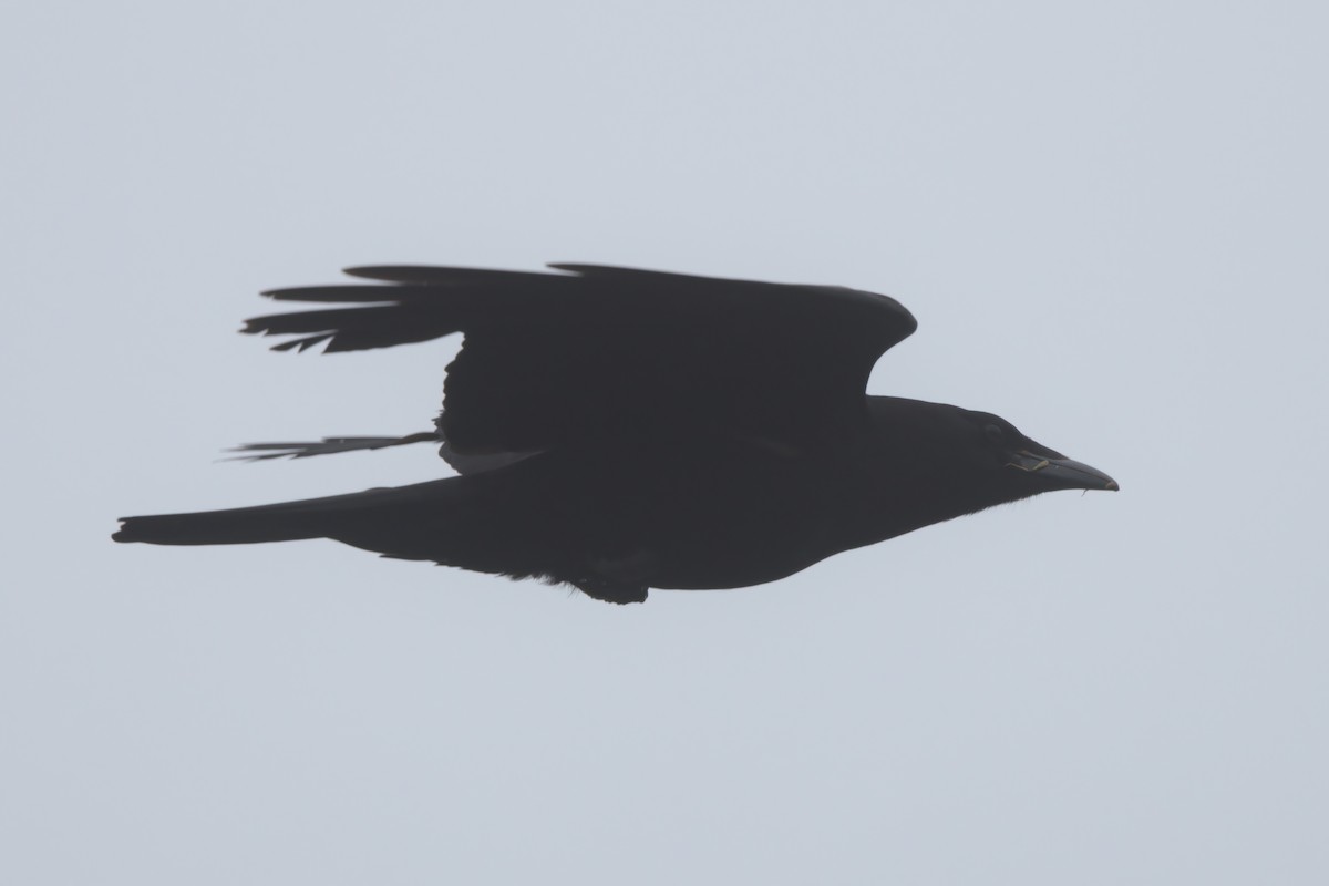 American Crow - ML638299373