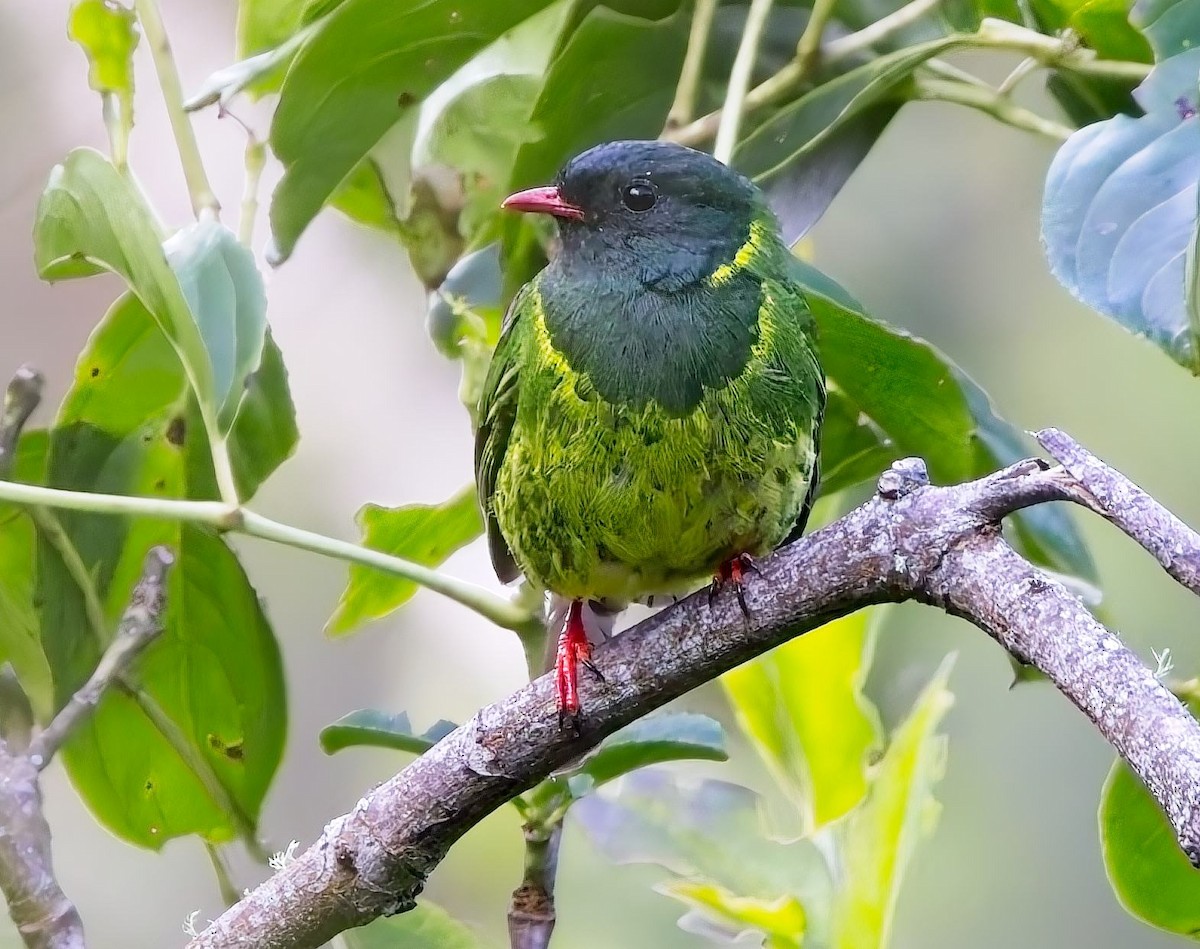 Green-and-black Fruiteater - ML638299376