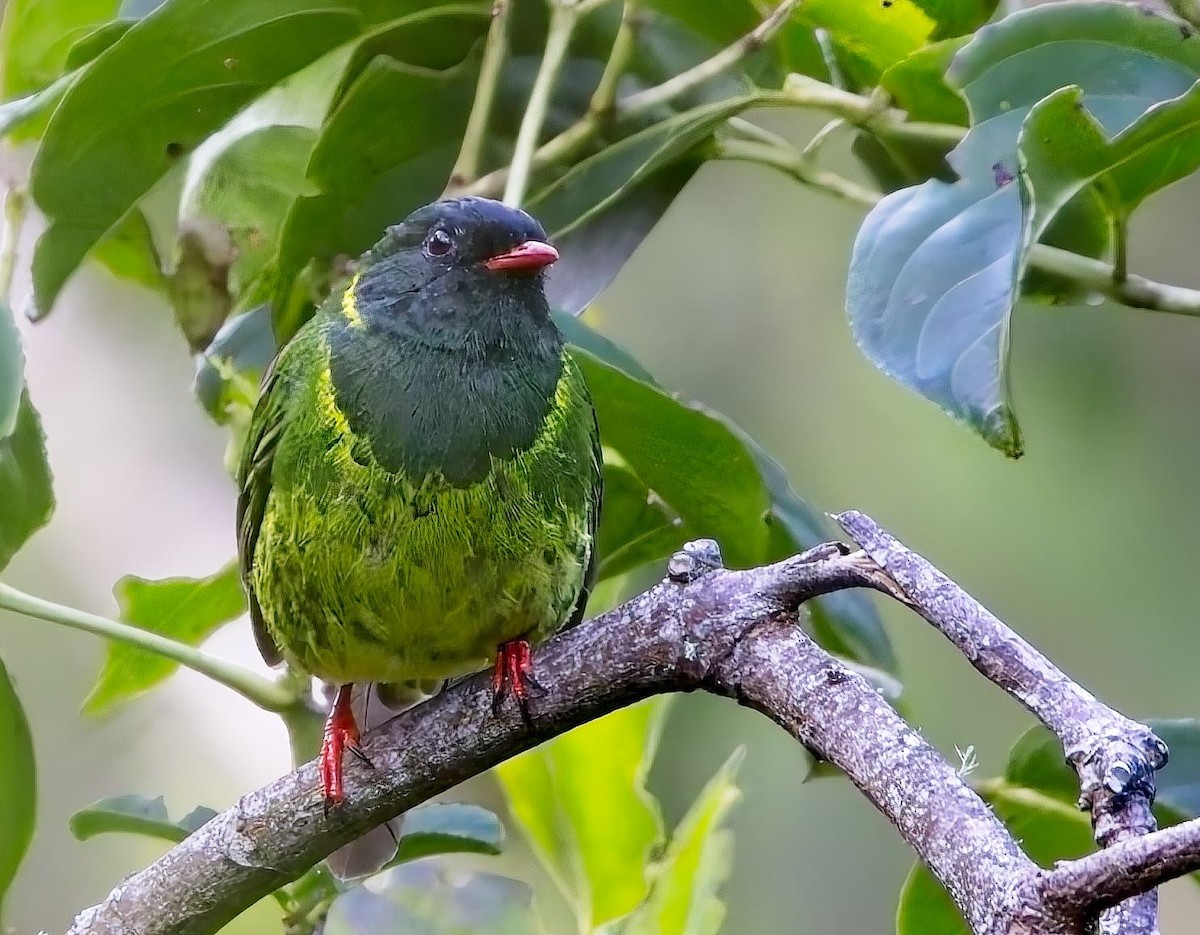 Green-and-black Fruiteater - ML638299377