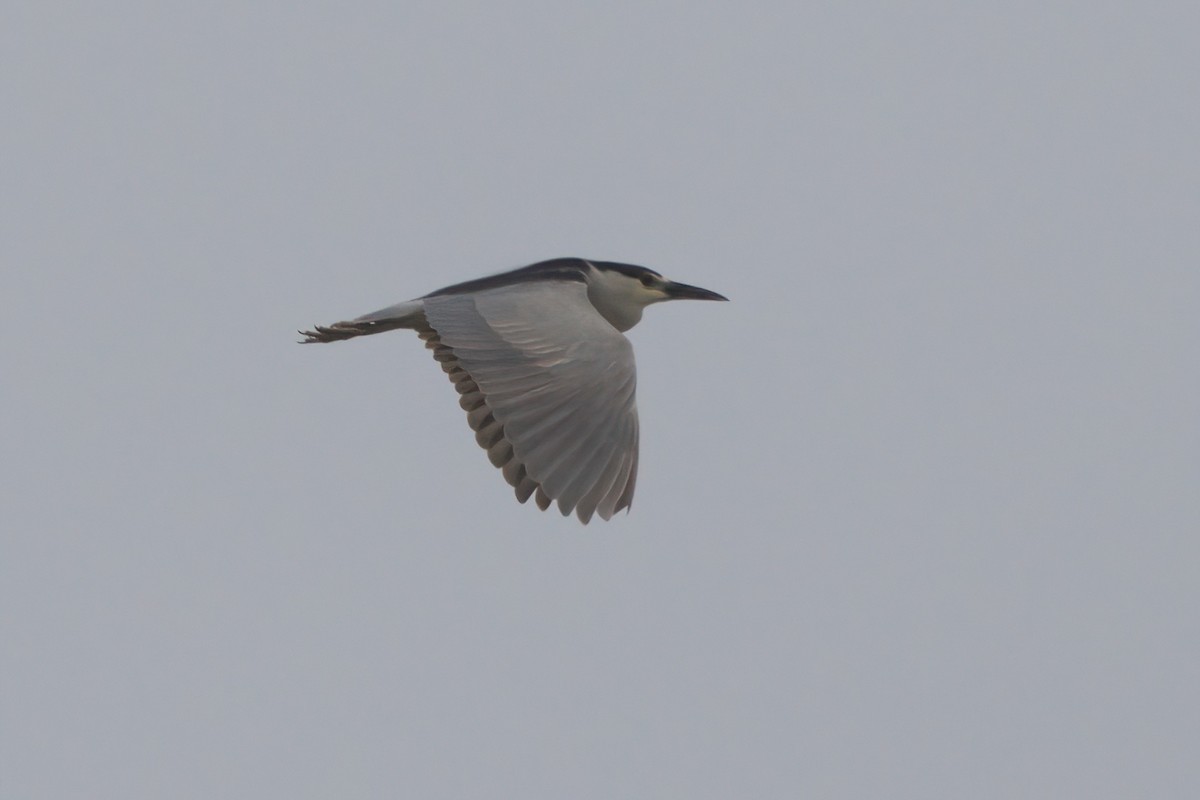 Black-crowned Night Heron - ML638299383