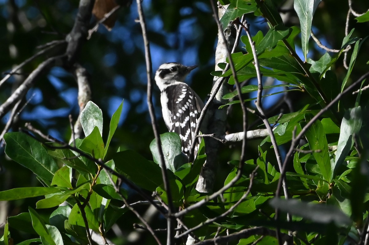 Downy Woodpecker - ML638299386
