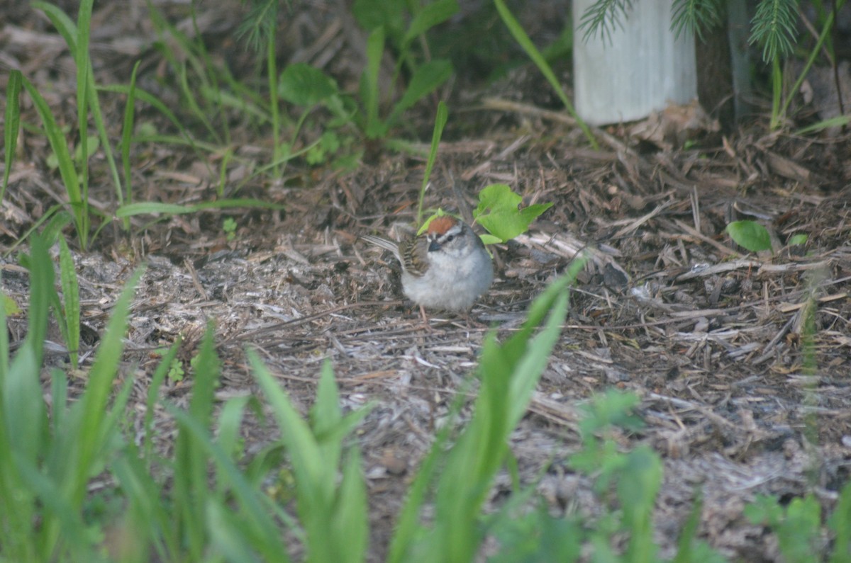 Chipping Sparrow - ML638299389