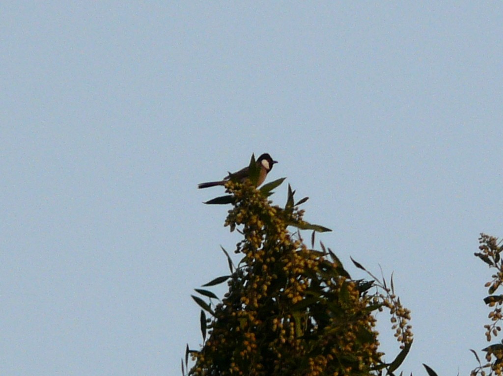 White-eared Bulbul - ML638299398
