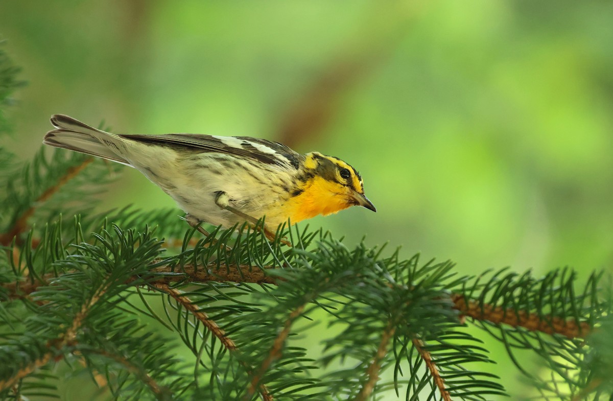Blackburnian Warbler - ML638299399