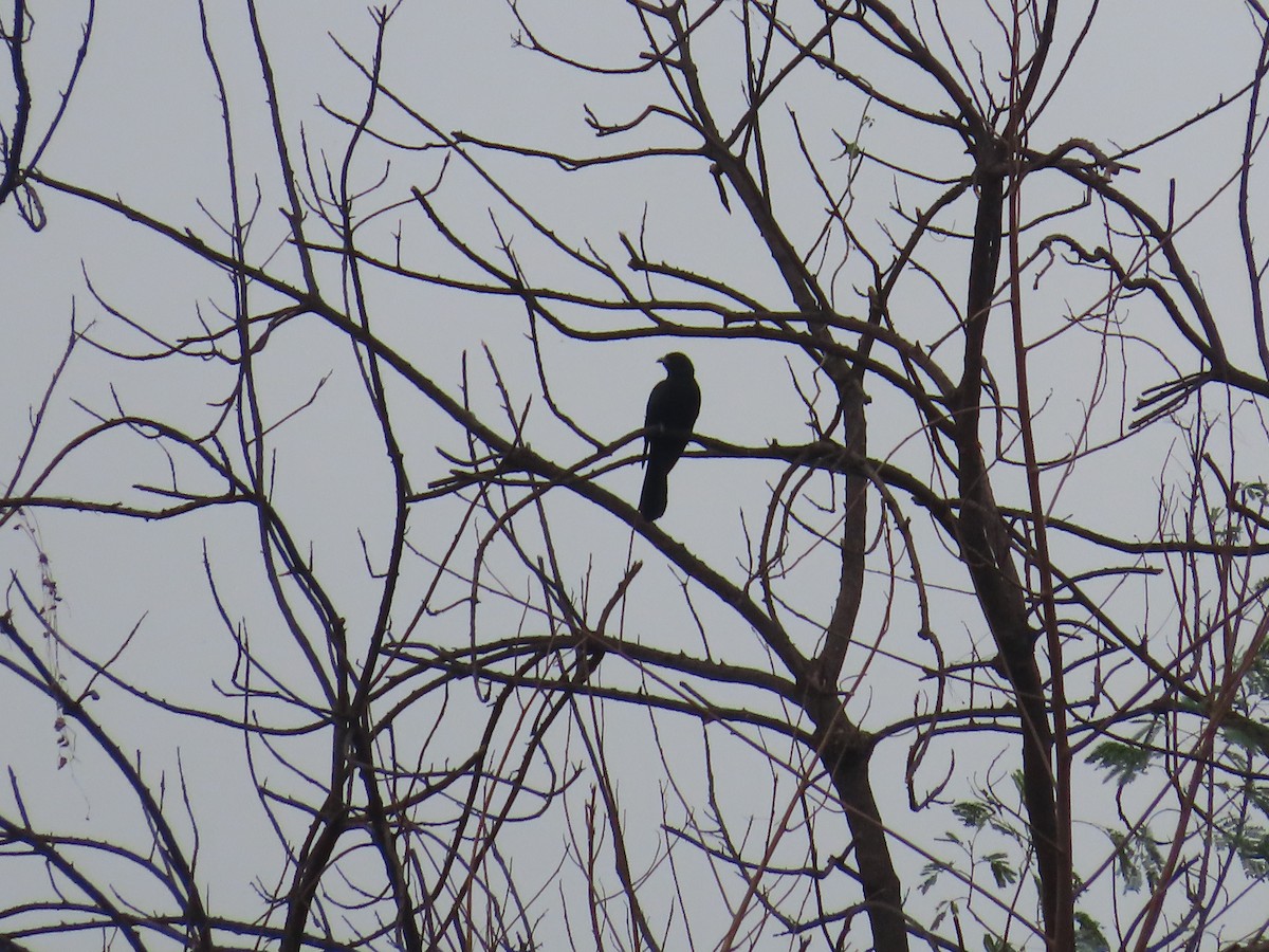 kukačka koel - ML638299400