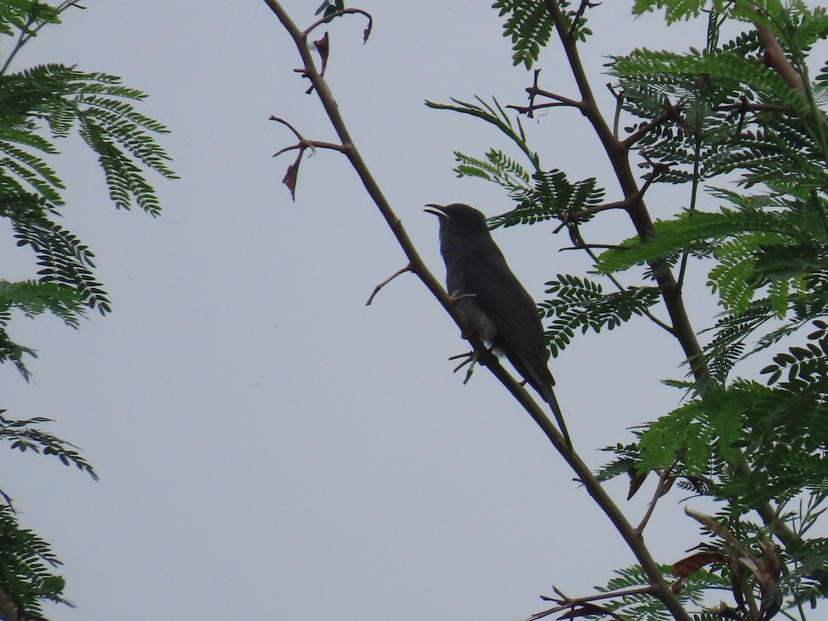 Gray-bellied Cuckoo - ML638299405