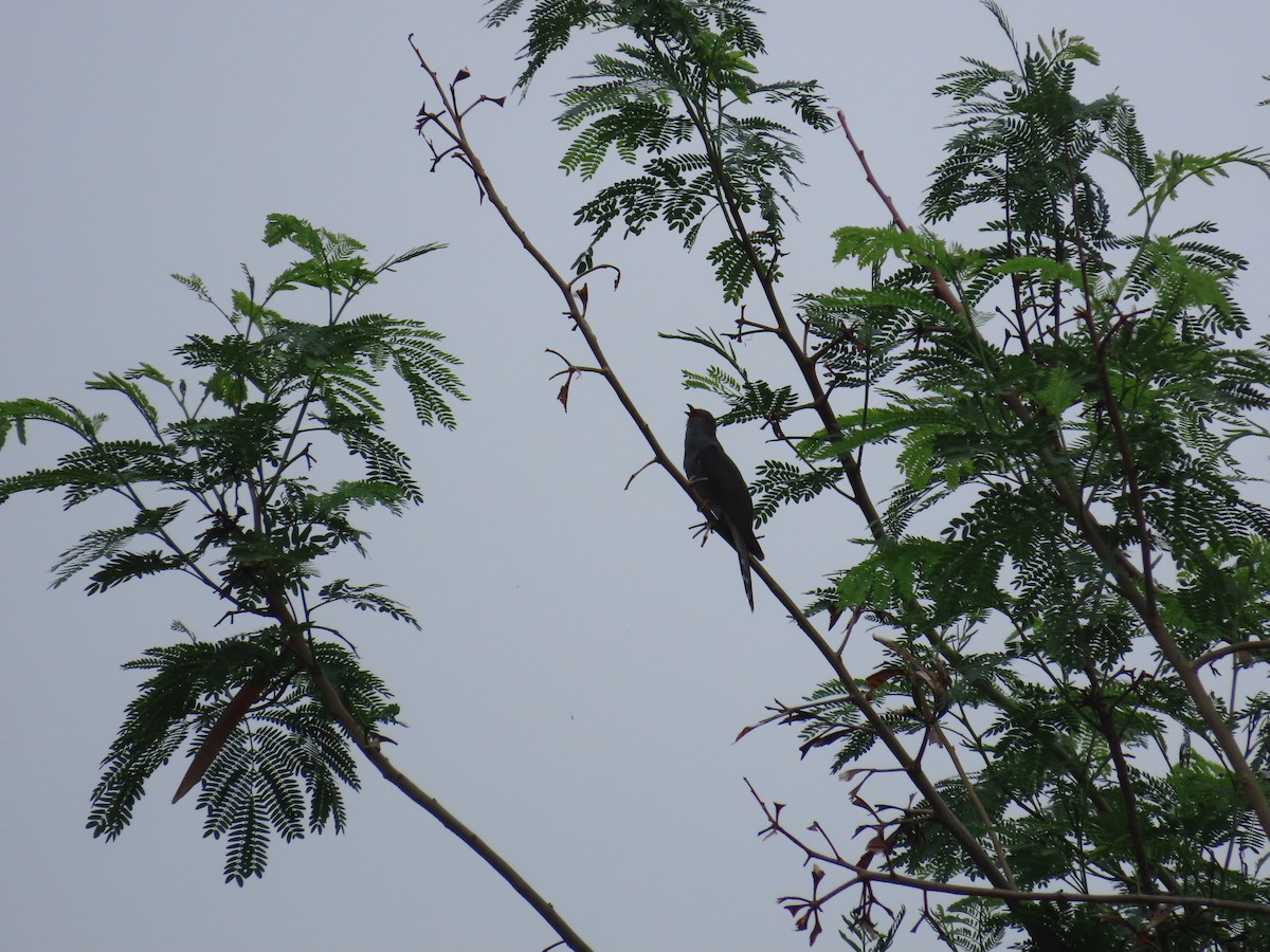 Gray-bellied Cuckoo - ML638299406