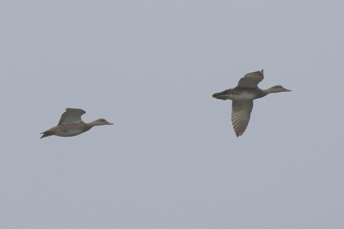 Gadwall - ML638299407