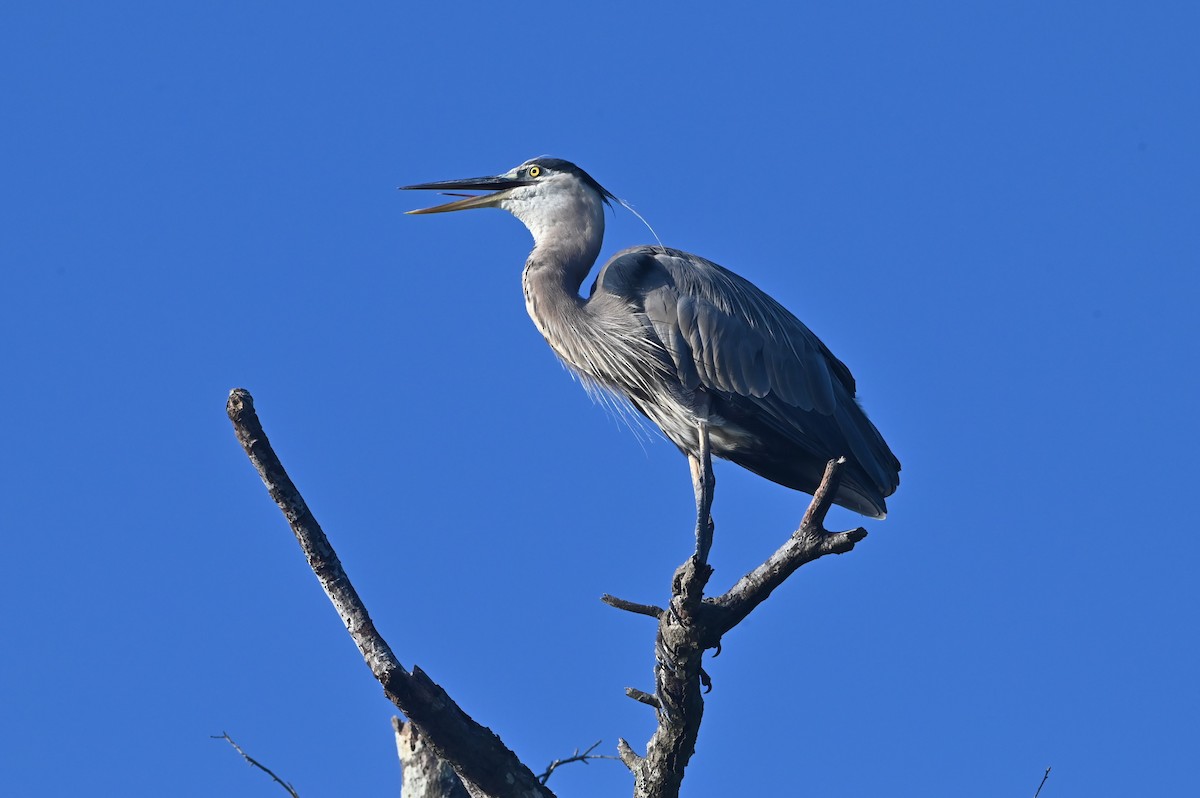 Garza Azulada - ML638299410