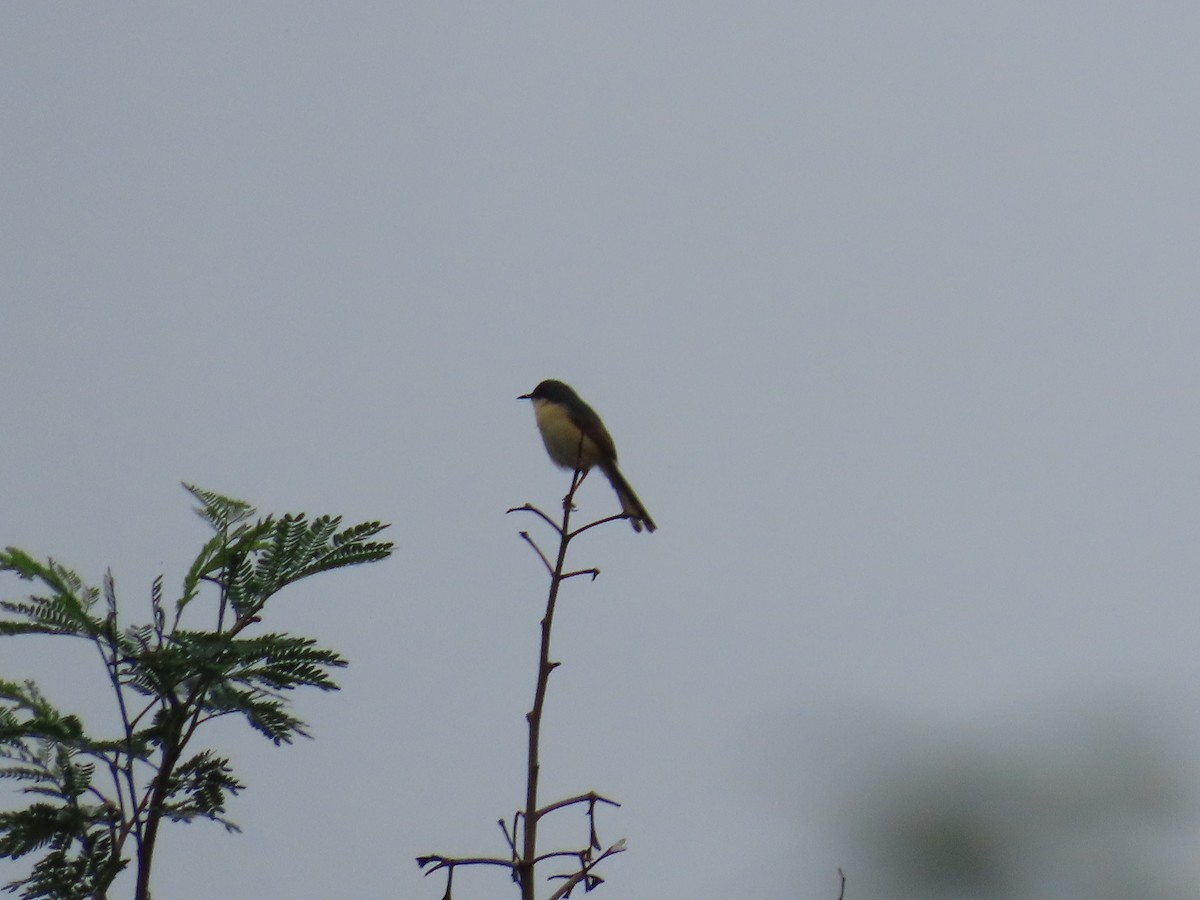 Prinia Cenicienta - ML638299416