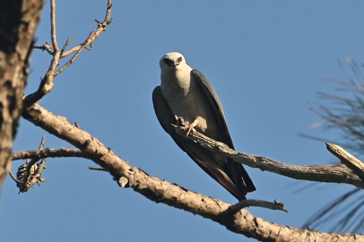 Mississippi Kite - ML638299423