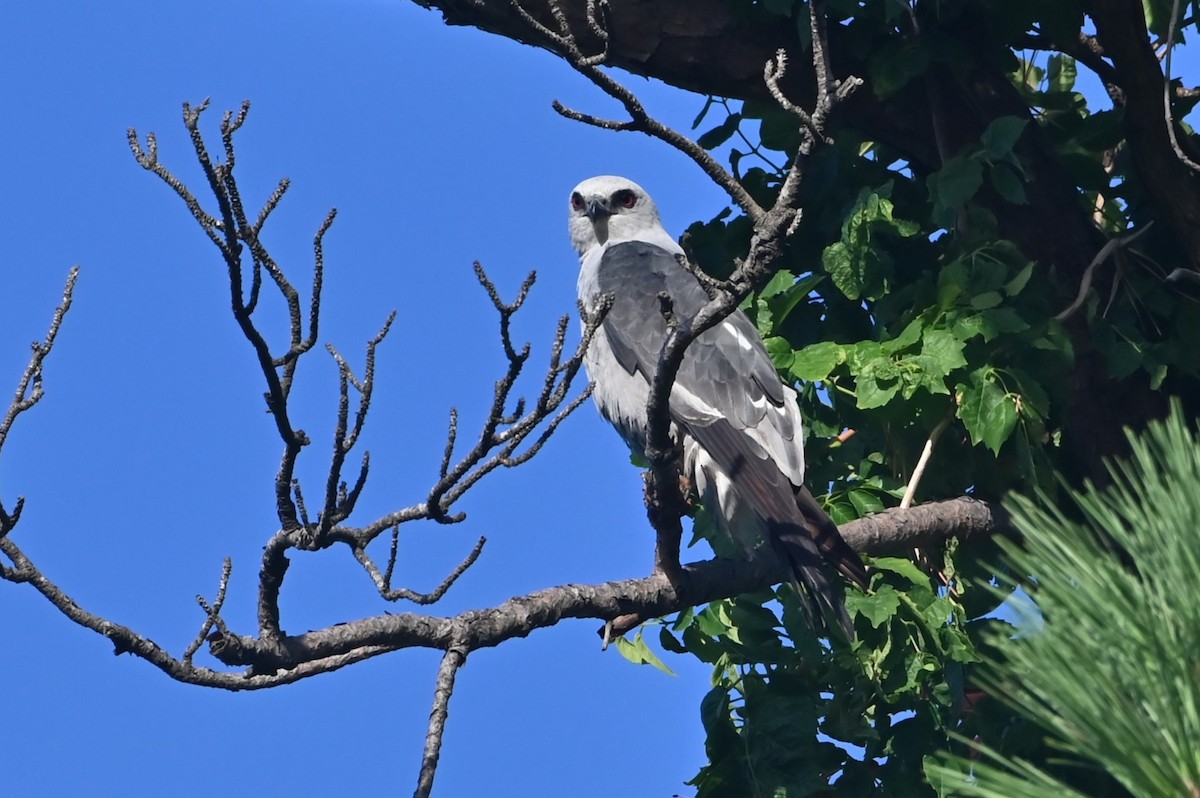 Mississippi Kite - ML638299424