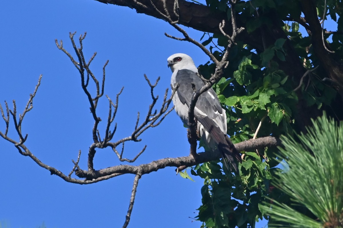 Mississippi Kite - ML638299425