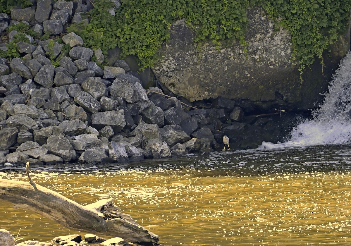 Black-crowned Night Heron - ML638299426