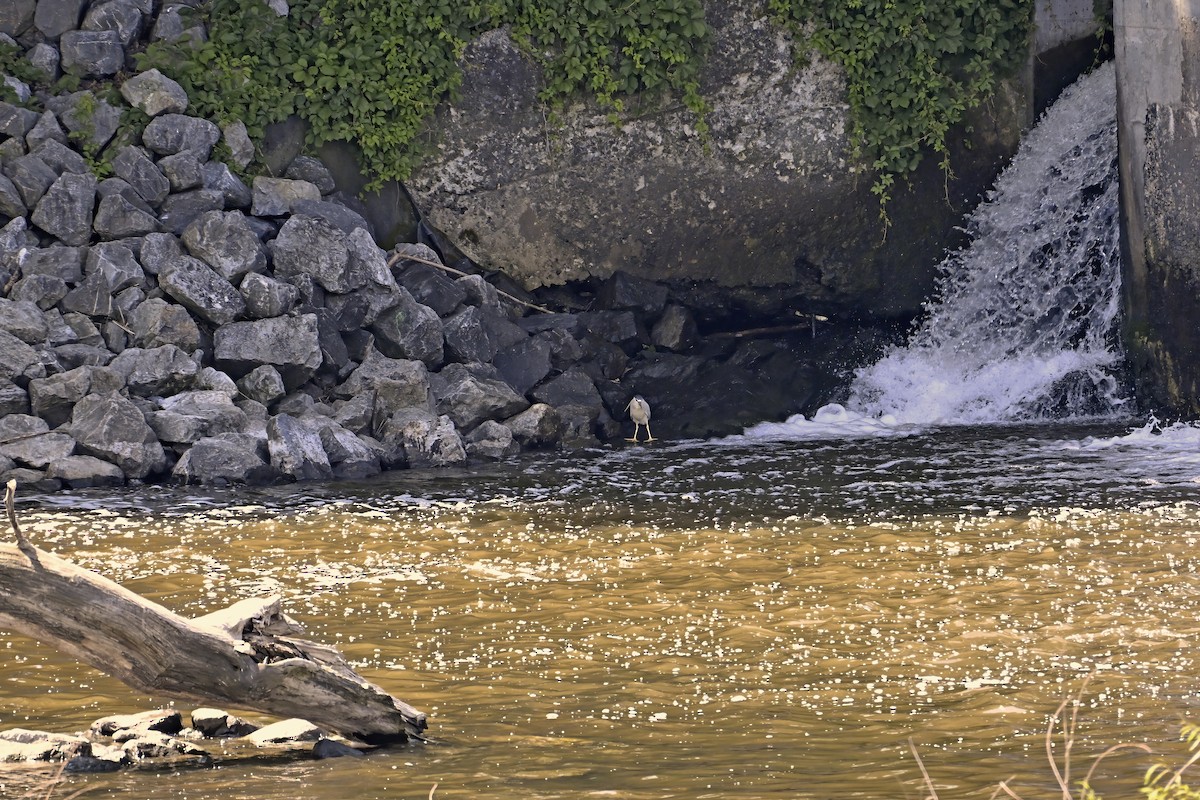 Black-crowned Night Heron - ML638299427