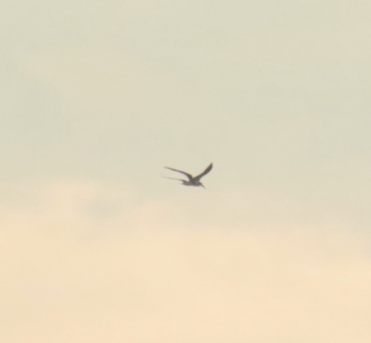 Black Skimmer - ML638299430